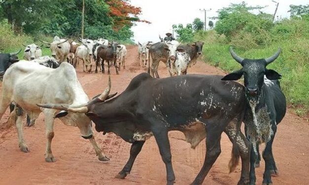 Krachi East: NPP parliamentary aspirant to build cattle ranch to control menace