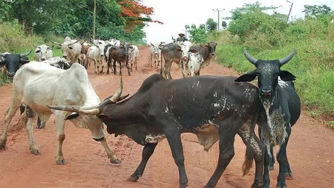 Krachi East: NPP parliamentary aspirant to build cattle ranch to control menace